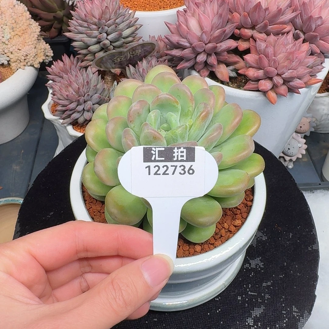 精品多肉植物122736