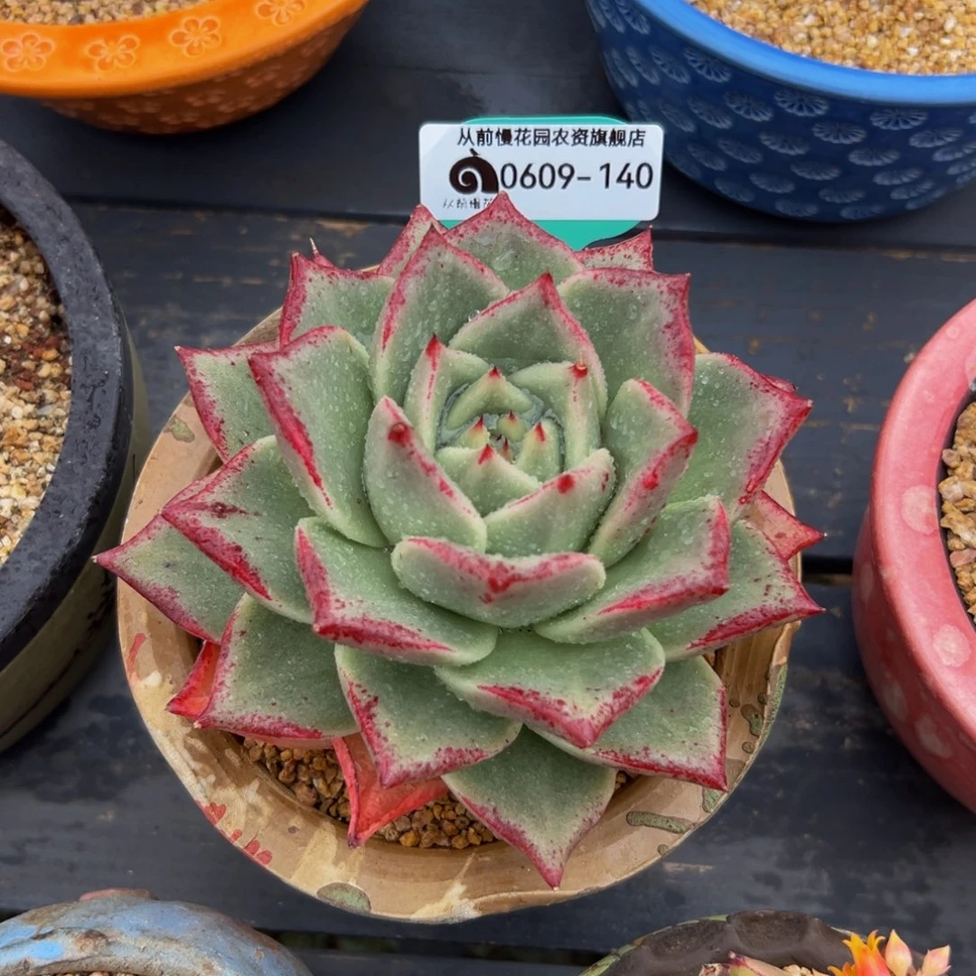 多肉一物一拍0609-140