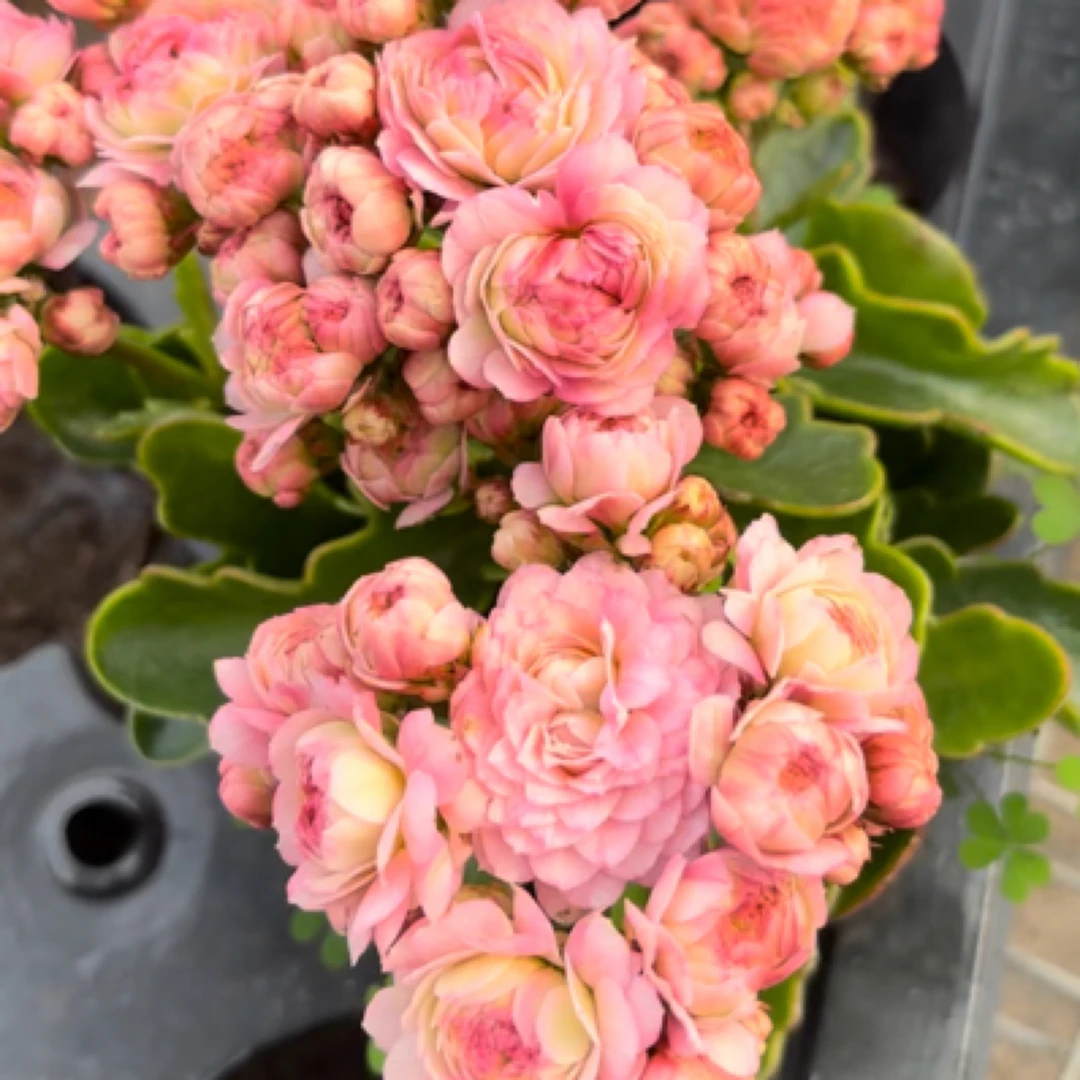 大颗130盆新品大花23奶油慕斯