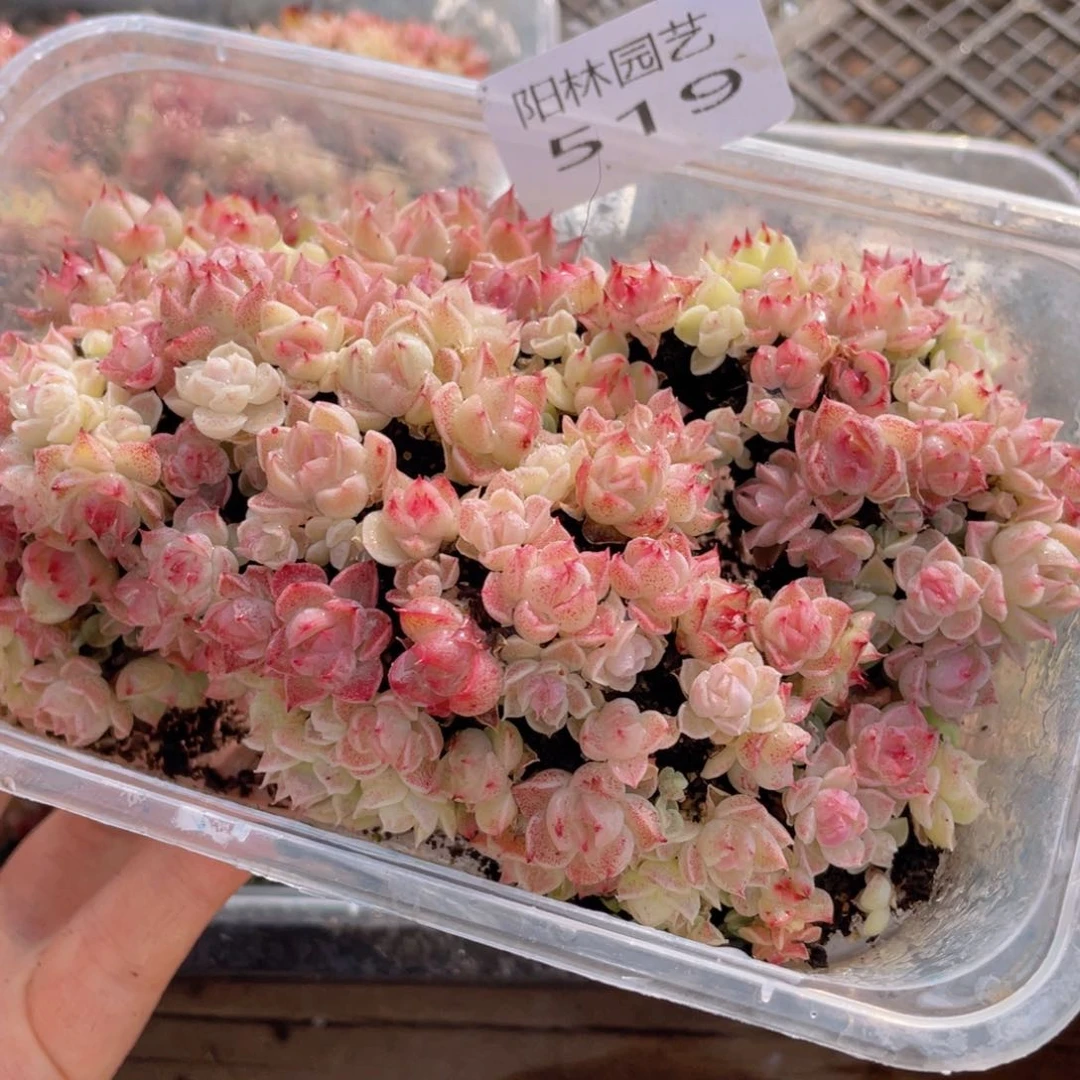 多肉植物多肉植物519