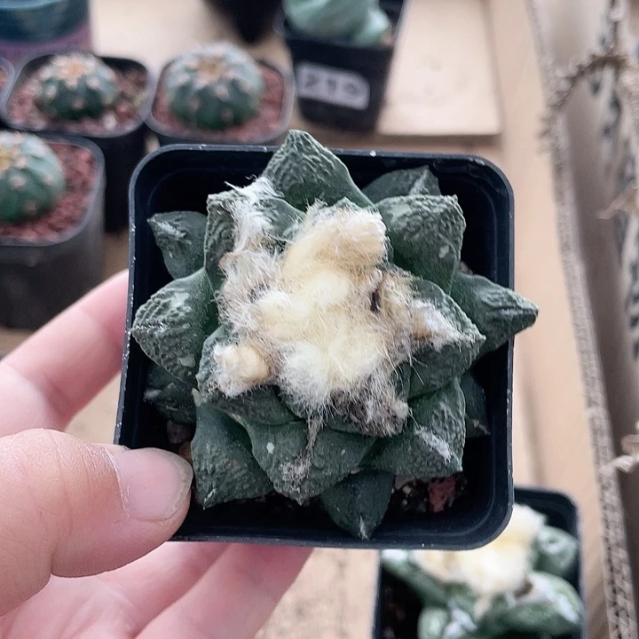 徐**。285牡丹仙人球植物