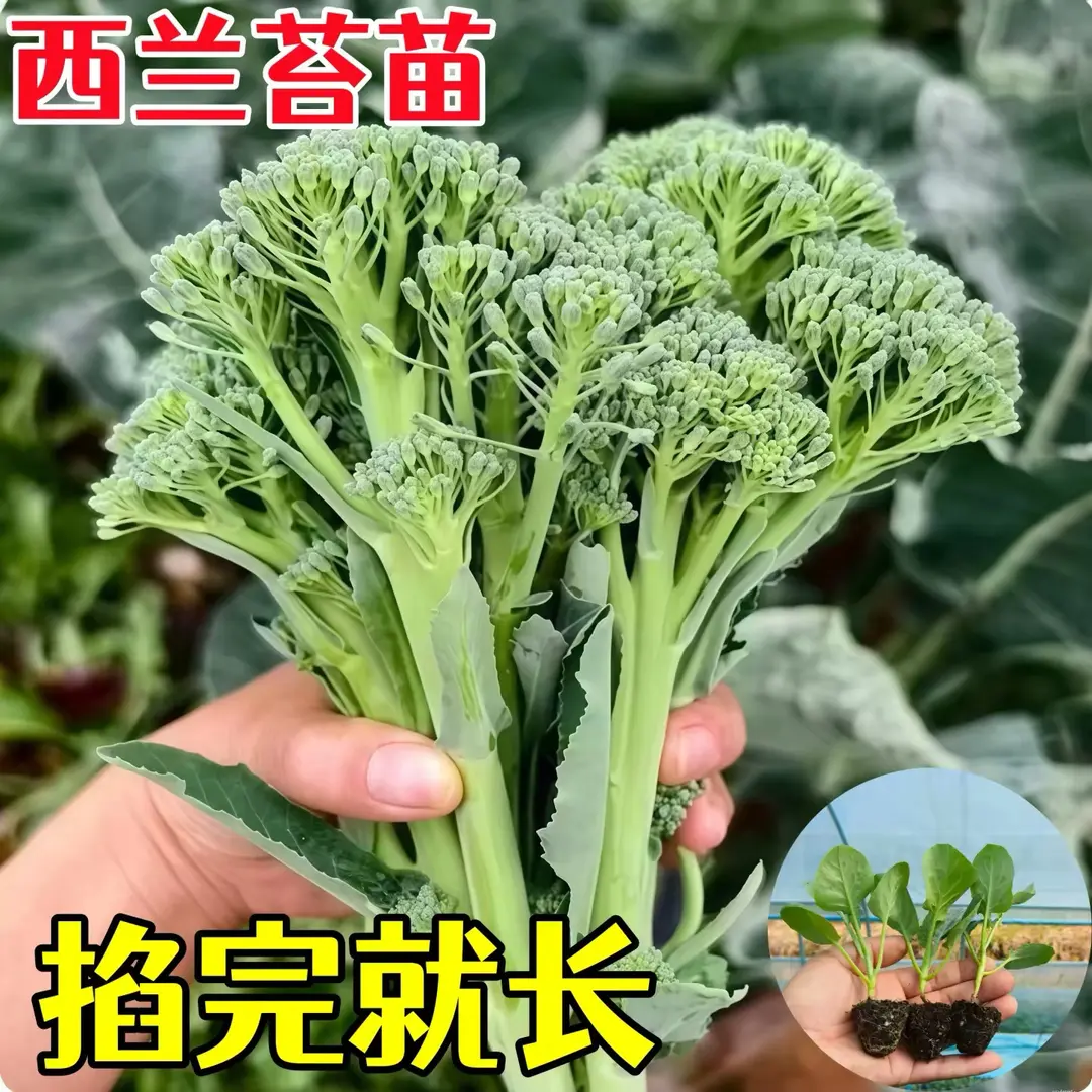 西兰苔秧苗四季种植脆嫩蔬菜种籽阳台盆栽西兰苔菜苗西蓝花种苗2