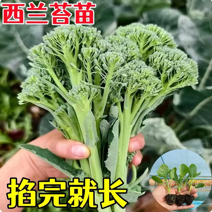 西兰苔秧苗四季种植脆嫩蔬菜种籽阳台盆栽西兰苔西蓝花种苗2