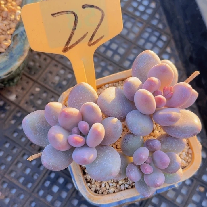 健健康康平平安安