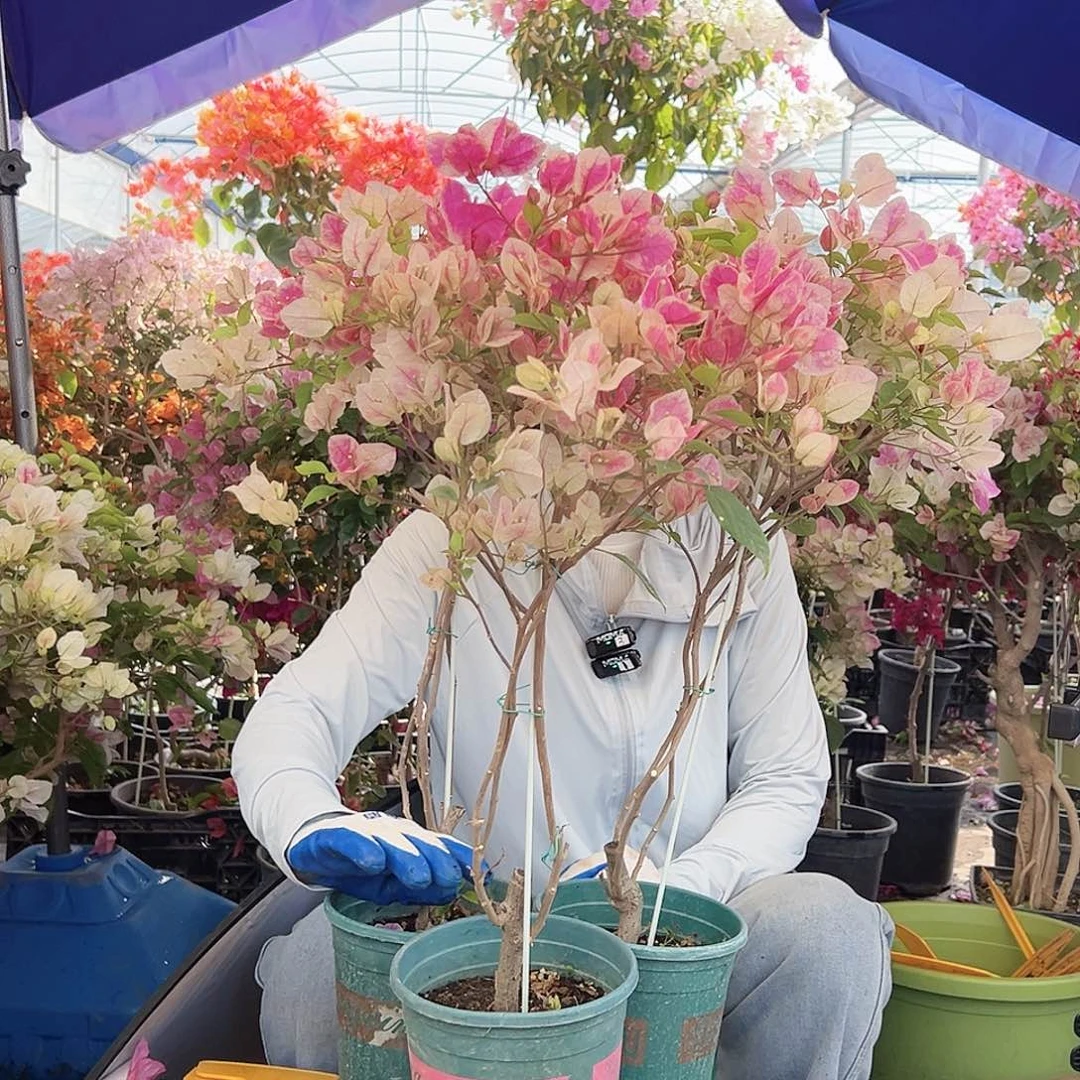 大部分花苞少量开放漳红樱带竹一棵