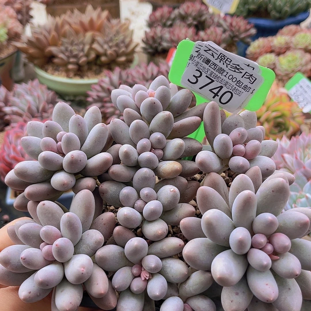 3740汤圆多肉植物。