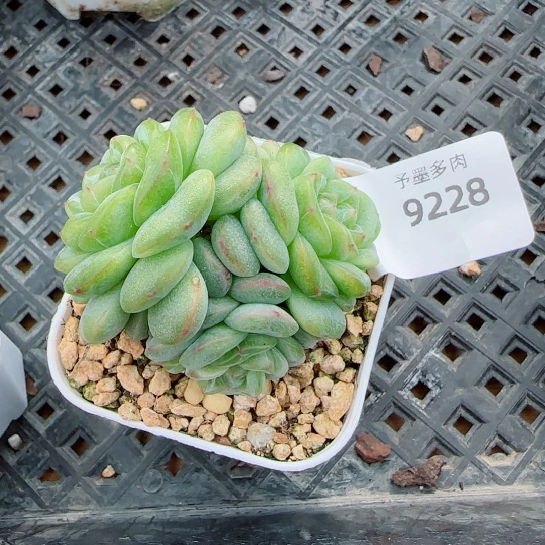 绿意时光，9228多肉植物