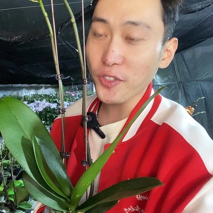 无花朵方美传奇蝴蝶兰