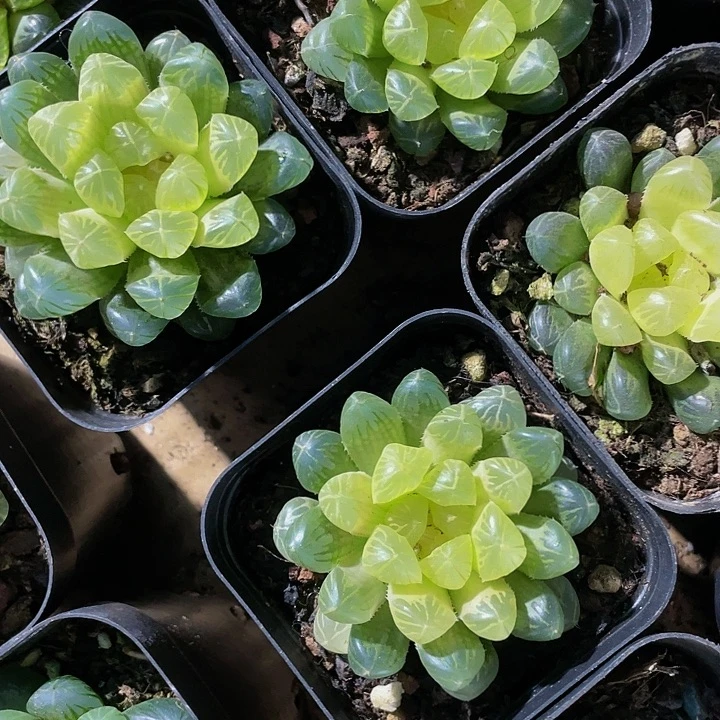 湖泊玉露4.8带盆