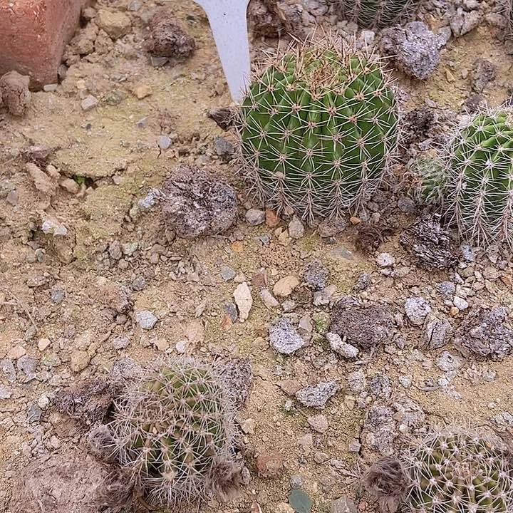 仙人掌彩草千层酥7-8 cm