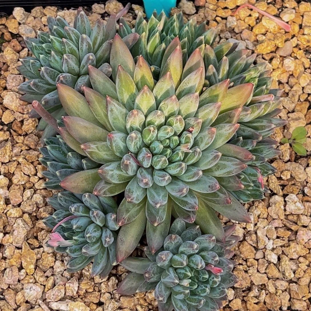 1766号上午多肉植物群生多肉