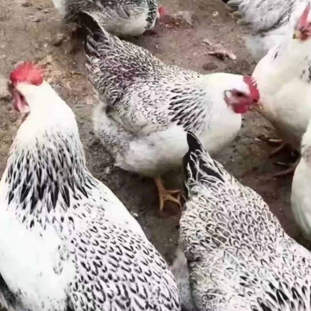 【正版芦花 基地直发】10个