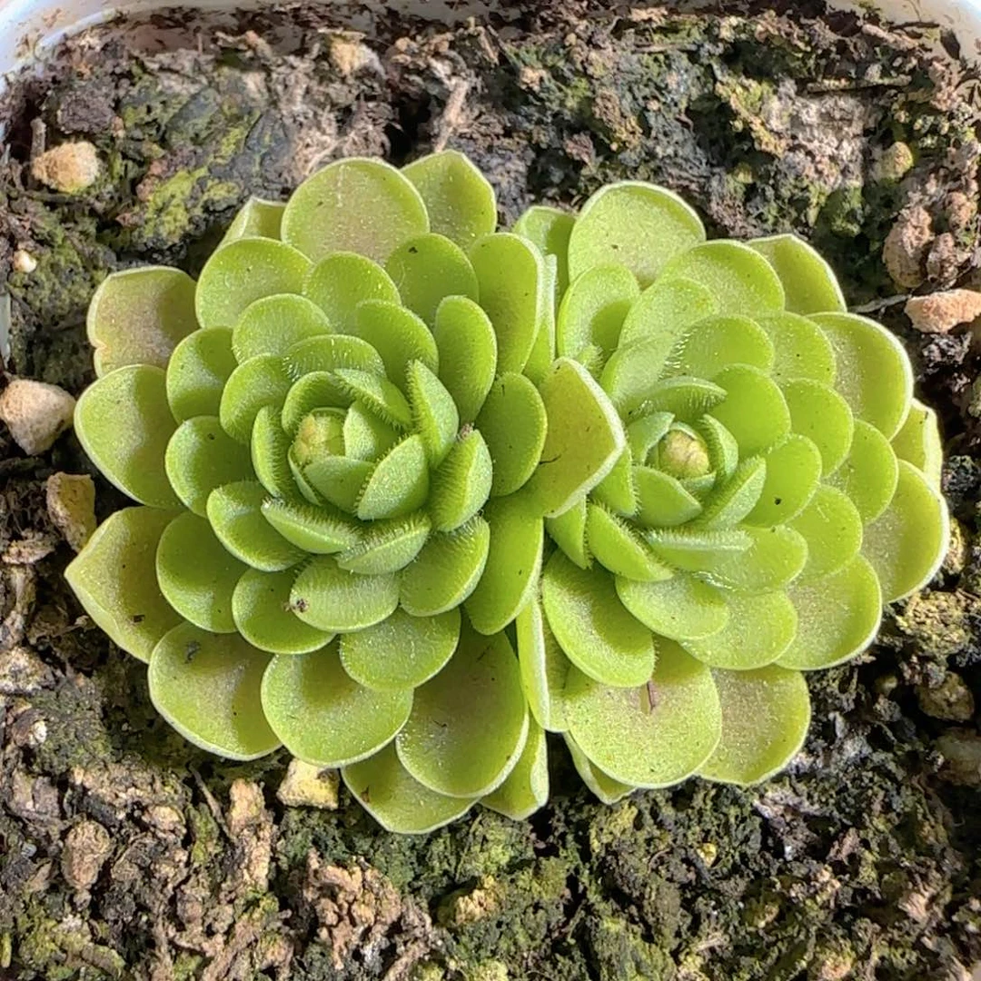 多肉1228-72捕虫堇