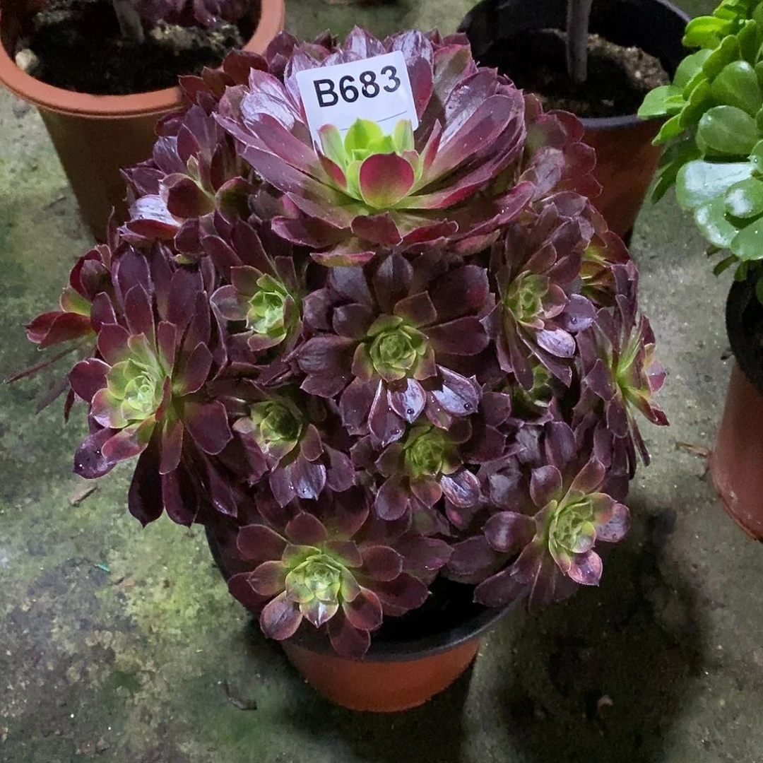 安娜多肉植物683