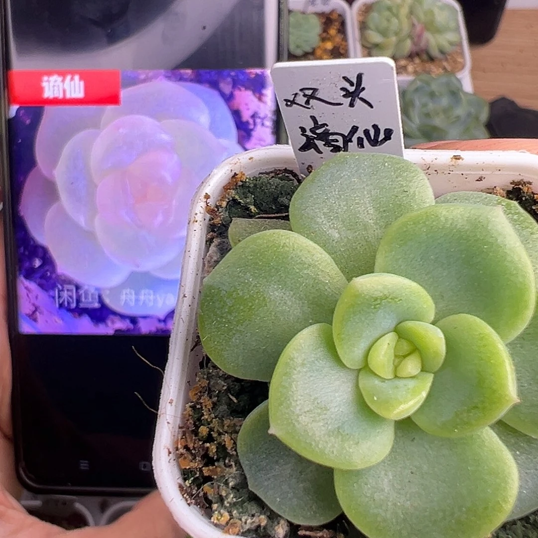 谪仙双头一物一拍