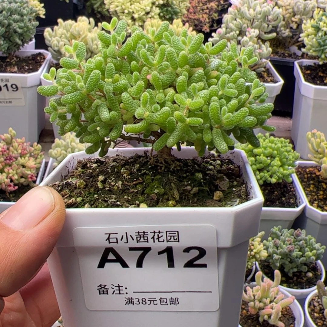 ?****多肉植物枝干假飞机猪