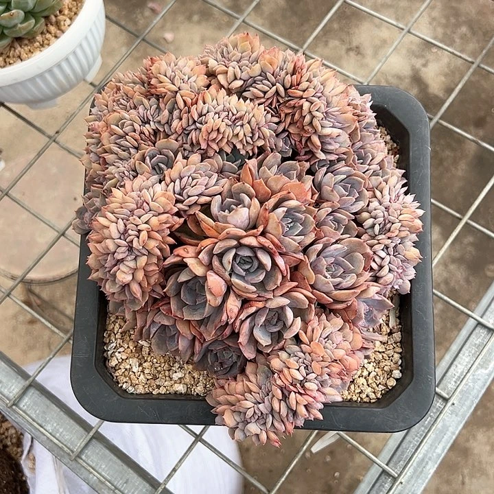 【闪购商品】提拉米苏