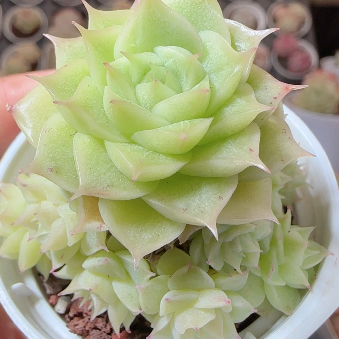 花语多肉1229-75散