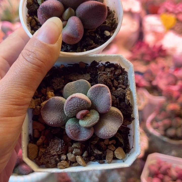 喜****人满300宋补差价