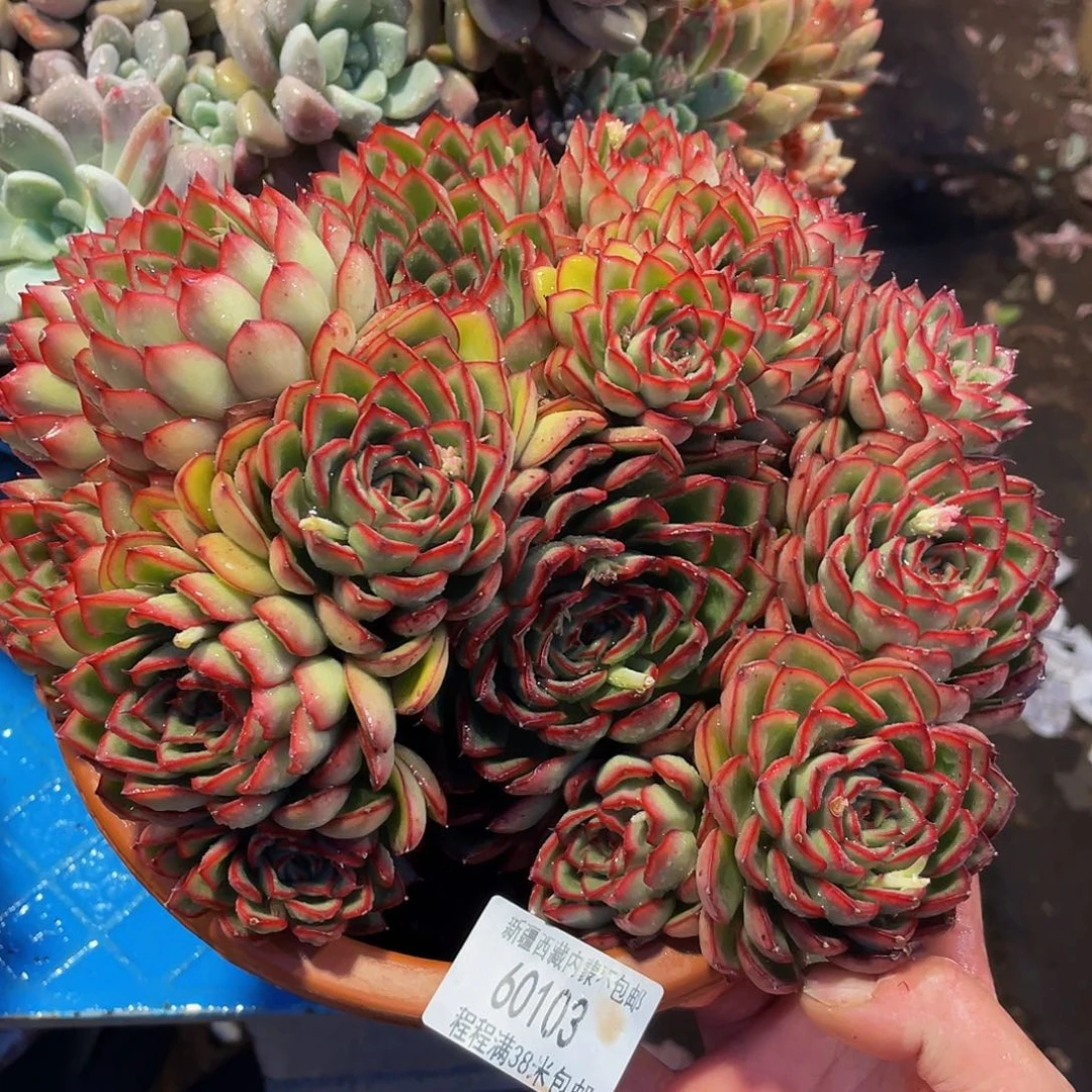 虹萤火虫60103多肉