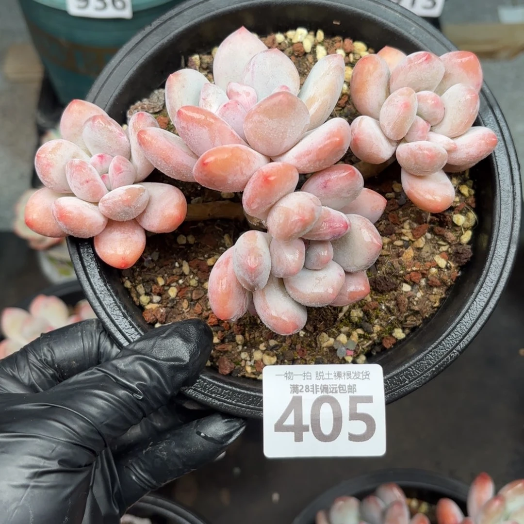 香水老桩无盆土发货