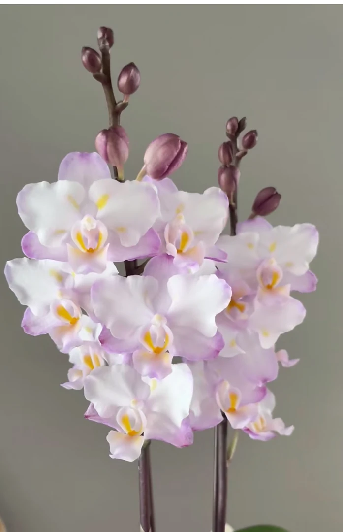 【花间集】刘氏樱花蝴蝶兰3.0寸加高杯爆根成熟苗稀有对版