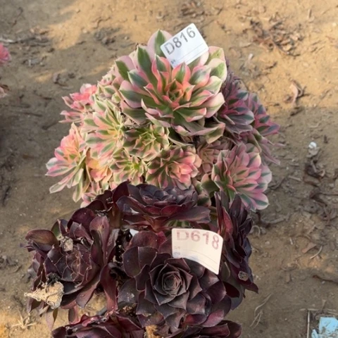 多肉植物女巫魅金
