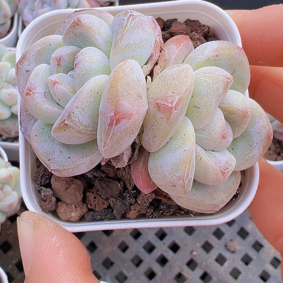 5.5盆精品冰玉2颗多肉