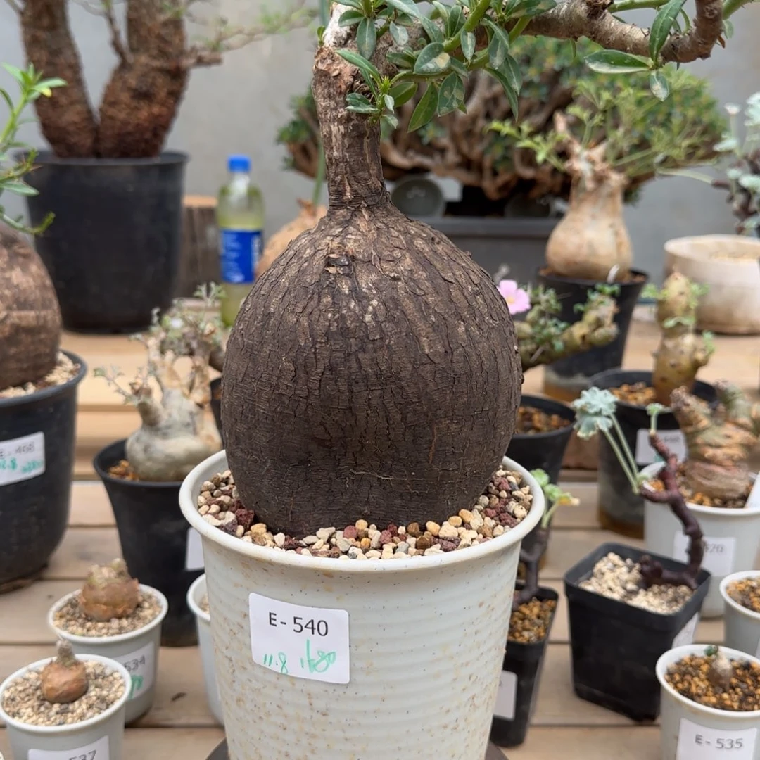 540双刺瓶杆块根植物