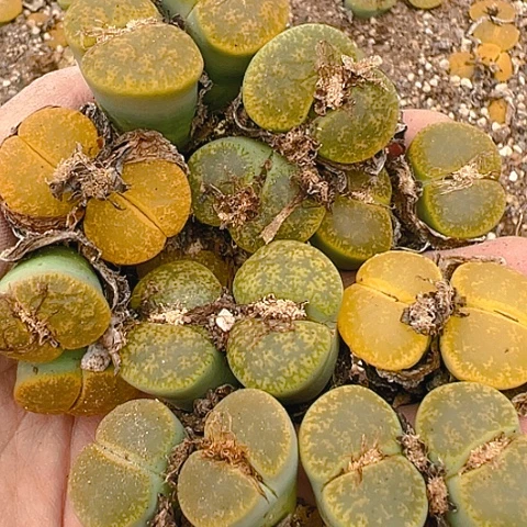 【闪购商品】24493