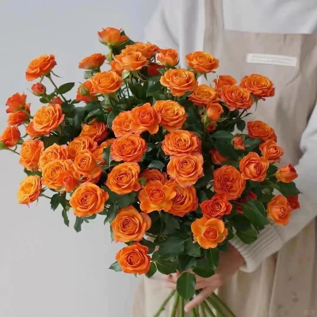 【橙色芭比】玫瑰花生活鲜花家庭养花