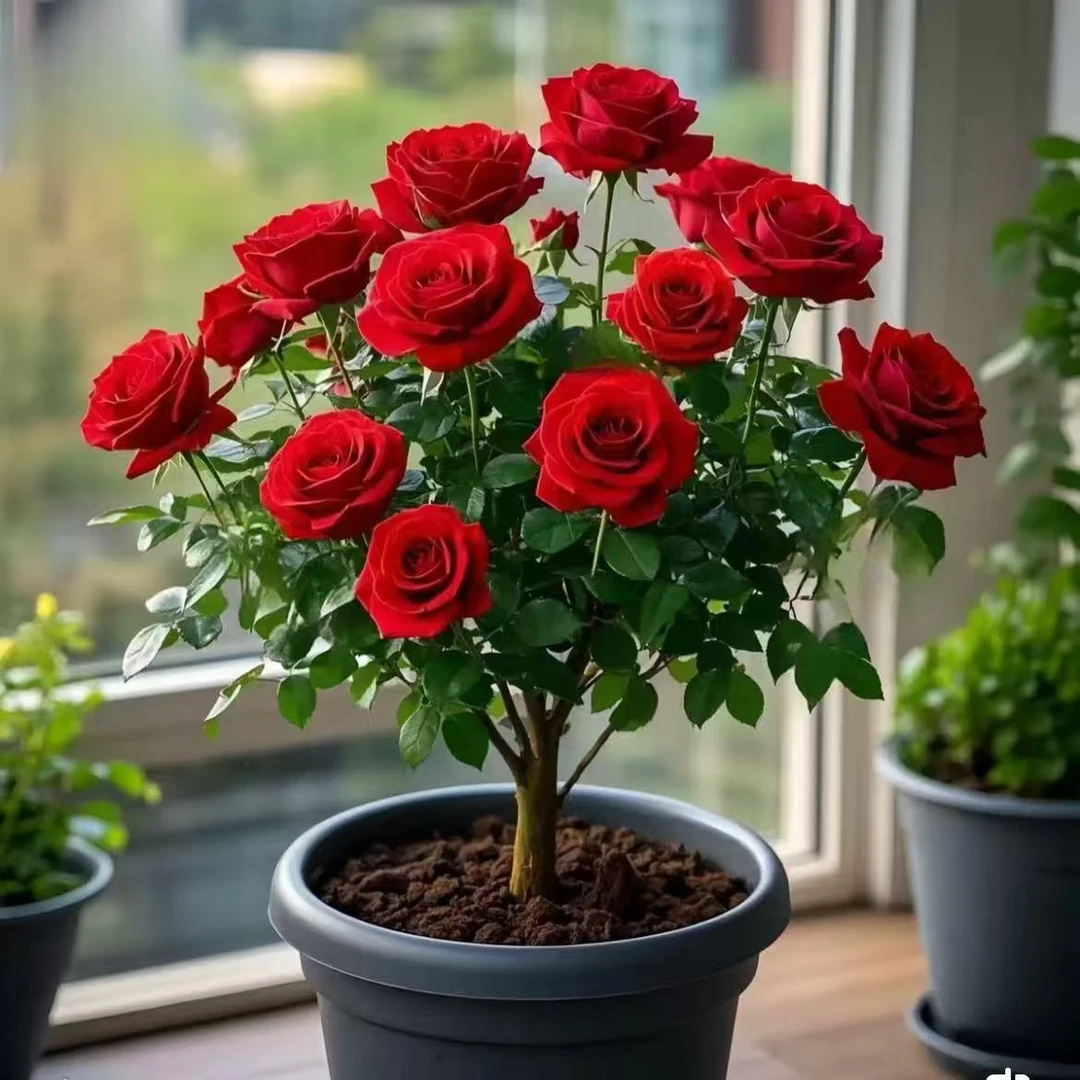 耐寒香水玫瑰老桩根树苗四季开花盆栽花卉绿植常年开花植物