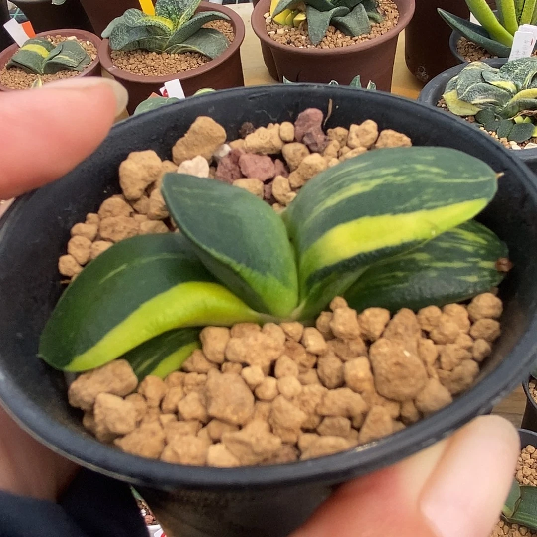 335卧牛实生锦带盆发货