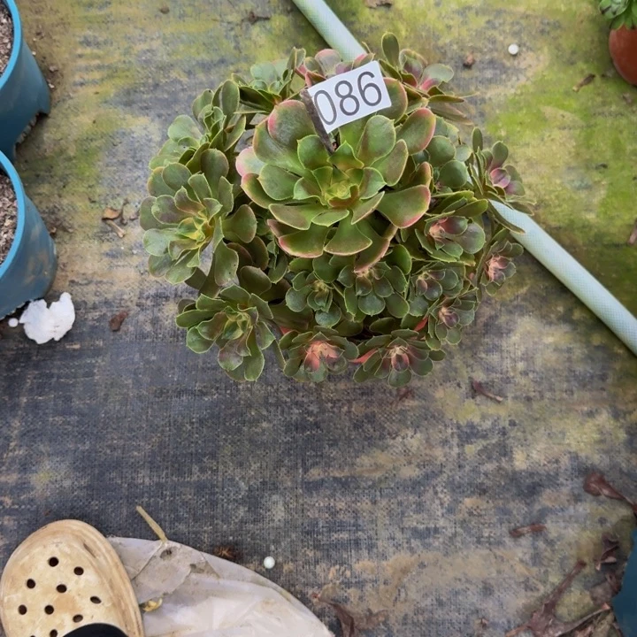 来***够0000000000000086香妃