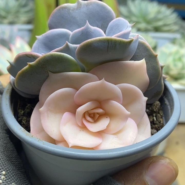 027双子座锦锦锦锦