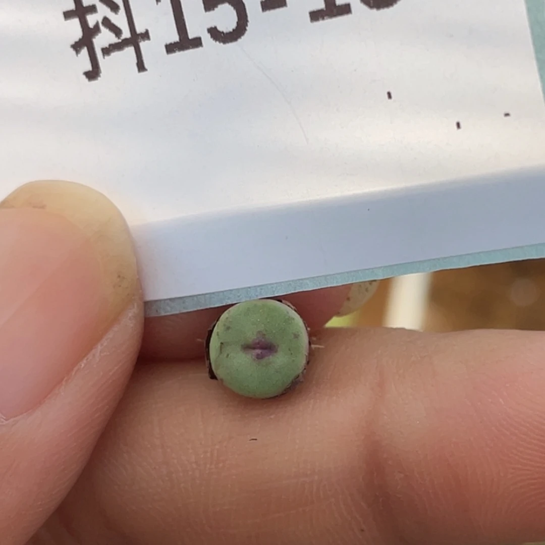 15-13嘴1380b多肉植物