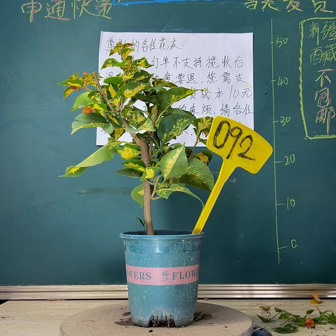 当前无花栽培后可以开花  洒金橙金心龙舌同株  092