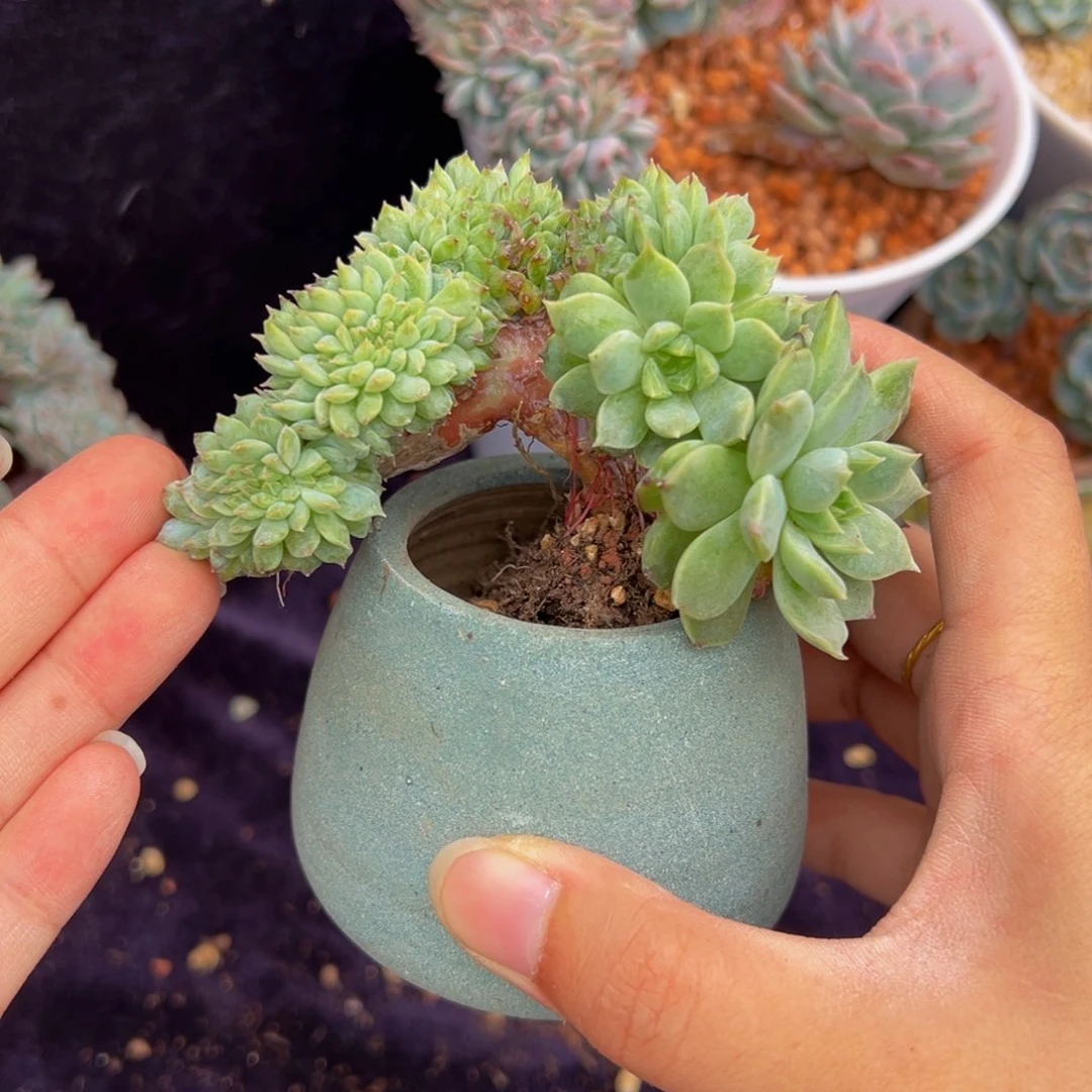 天天开心 冰魄缀绿体