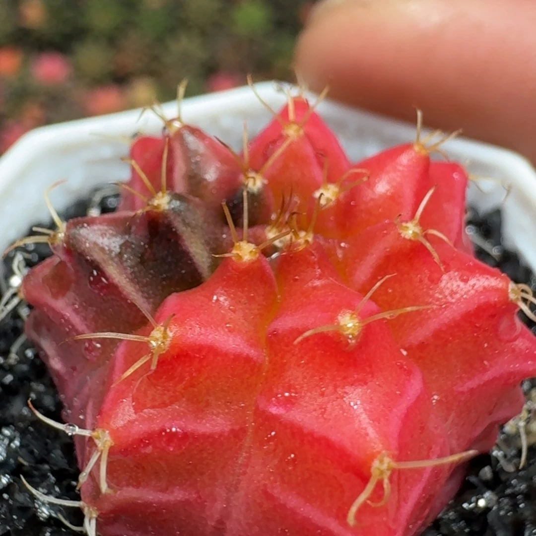 米哈实生自然锦泰国进口轮回冰球137