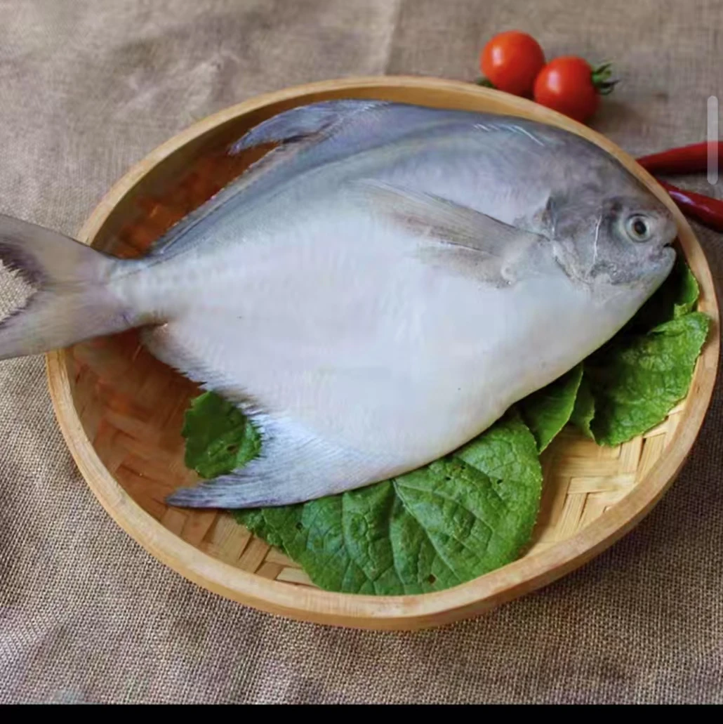 汕尾本港三昌鱼长尾昌鱼一斤2-3条冷链运输