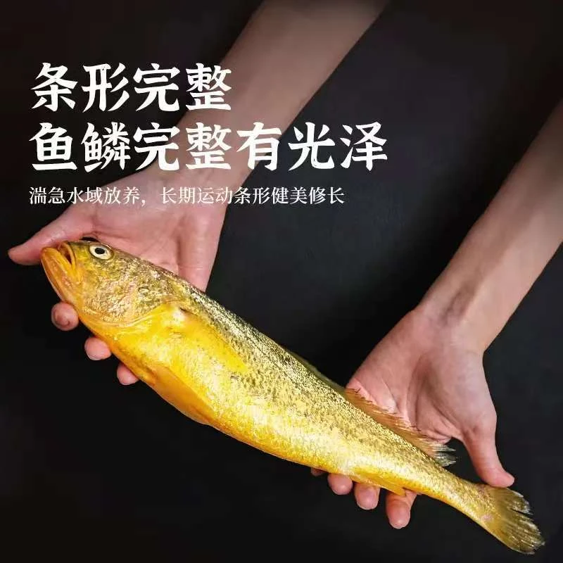 宁德大黄鱼冰鲜黄鱼
