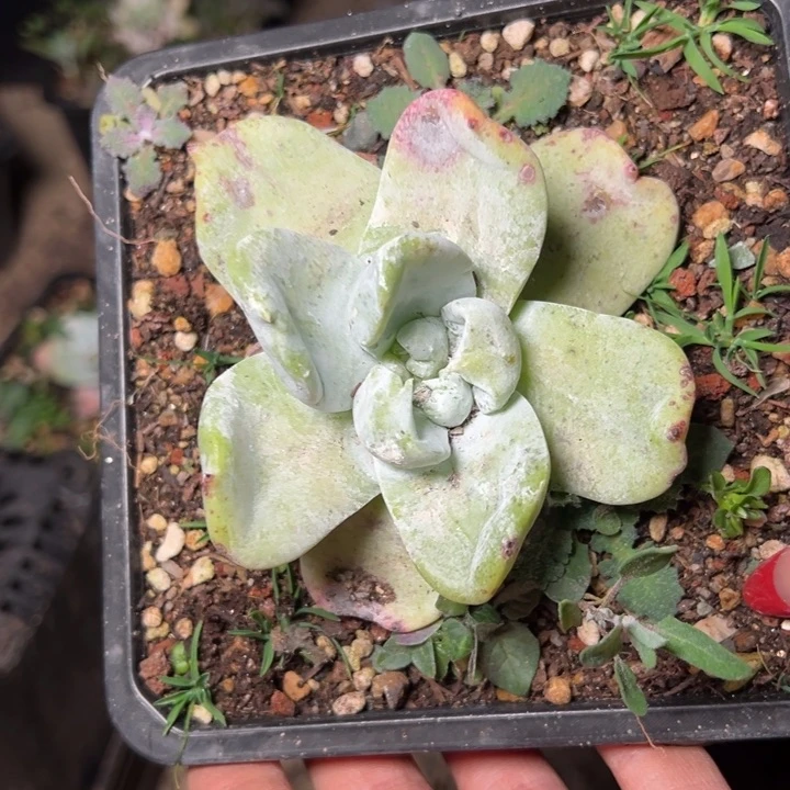 857哈哈哈哈哈哈哈多肉