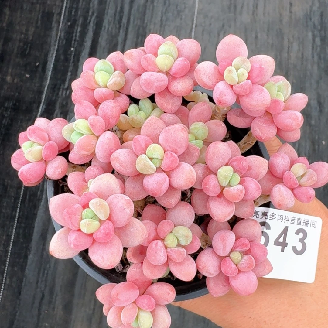 鱼子酱群生整装无砍