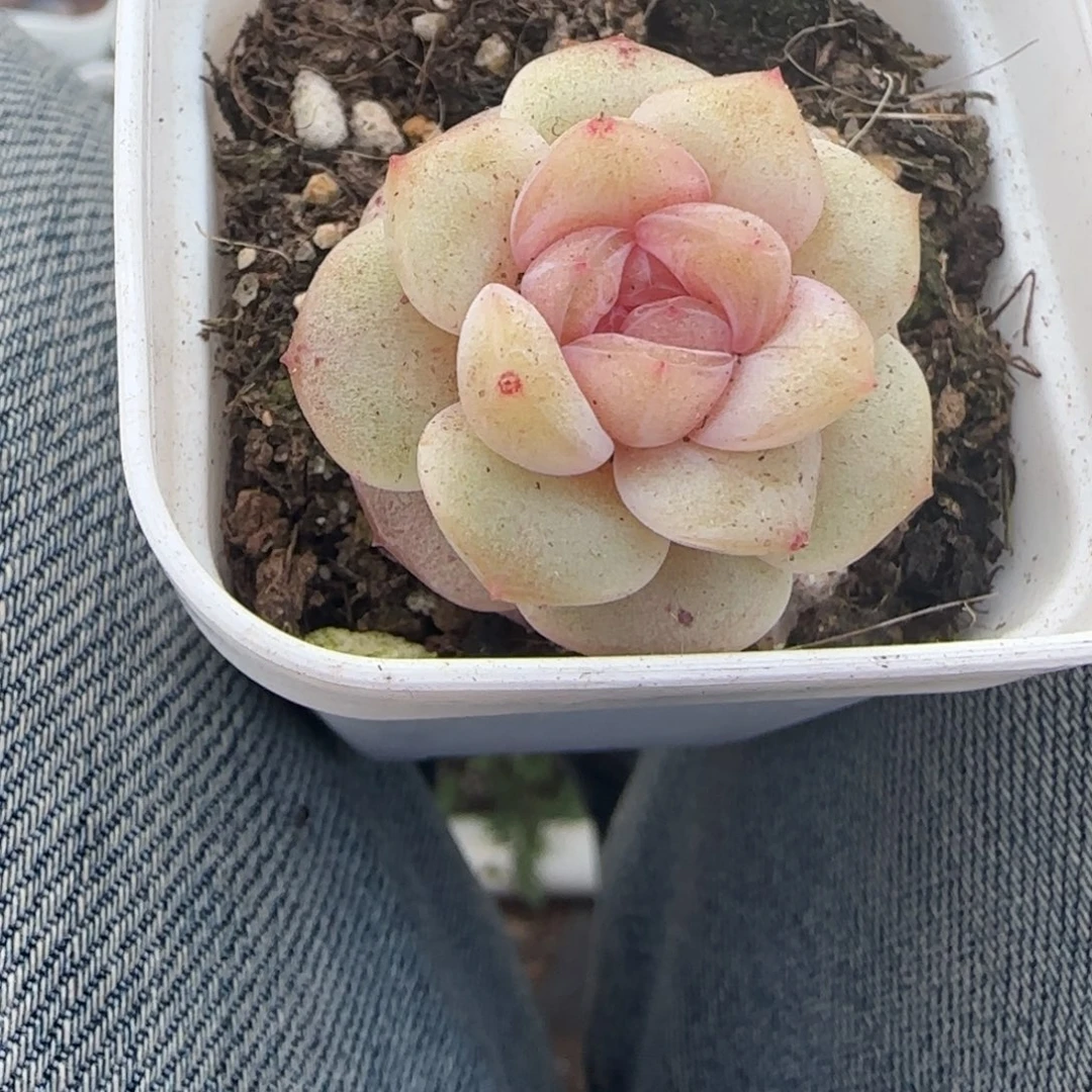 多肉小卡拉米糖心一物一拍