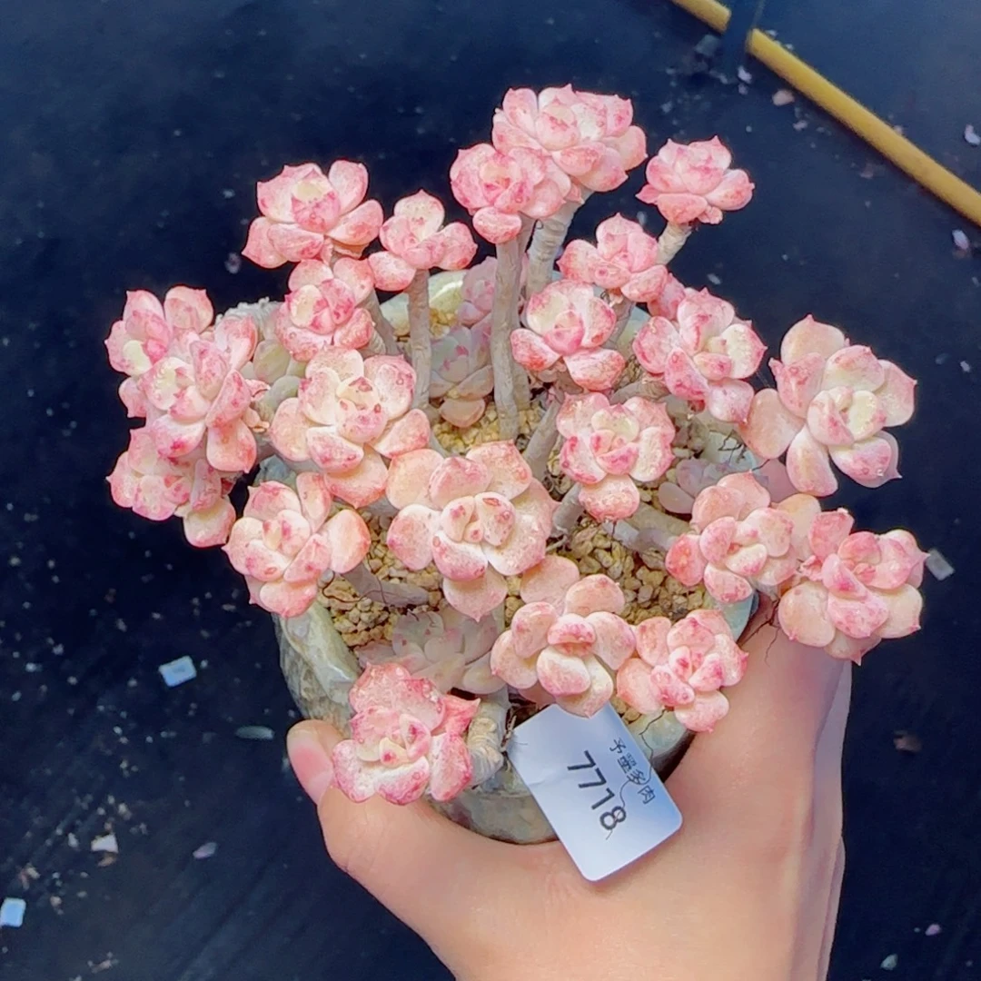 满天星，7718多肉植物