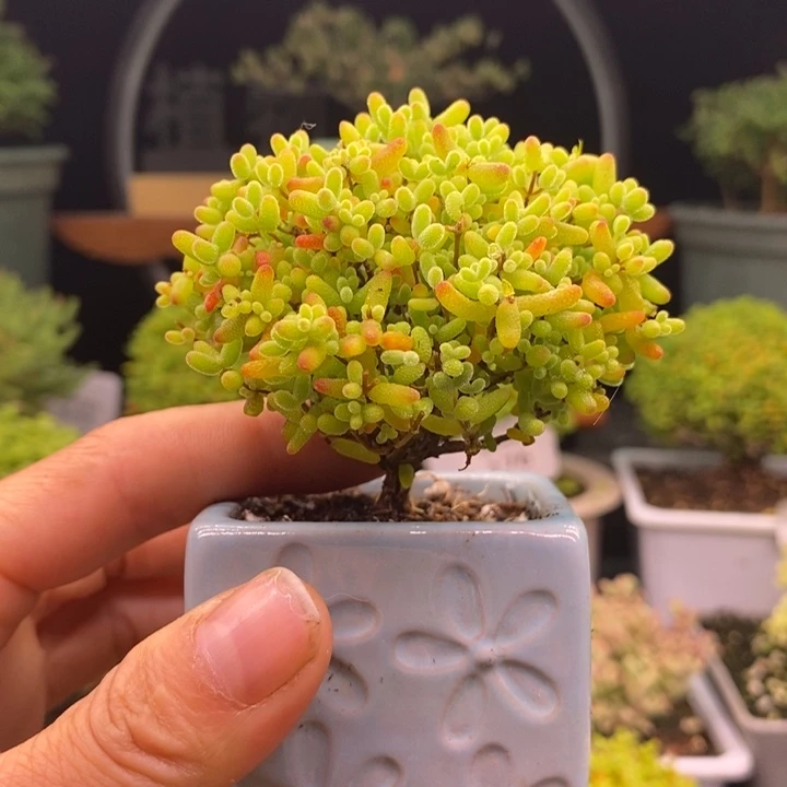 无花朵39.9蜜橘。