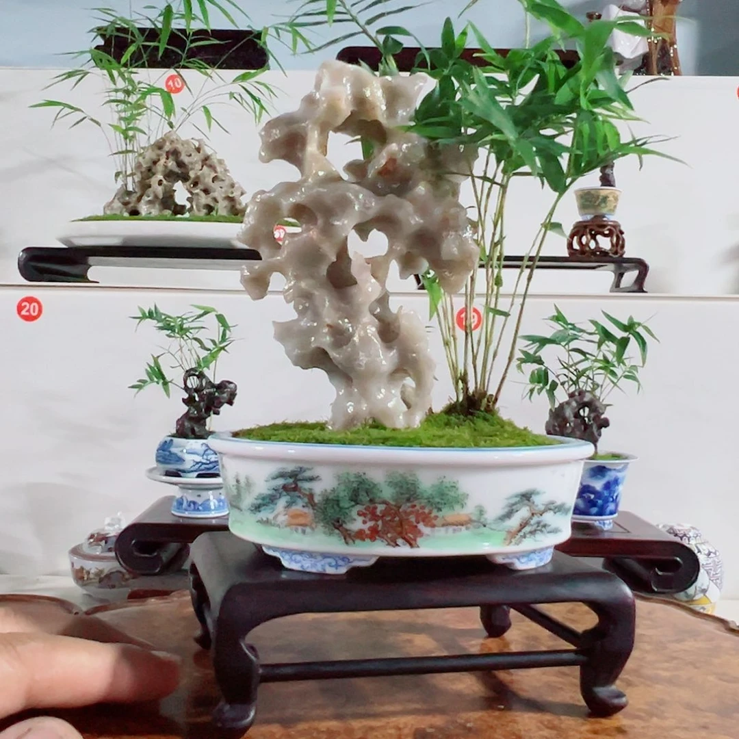 M***n无花朵盆景、凤尾竹，几架