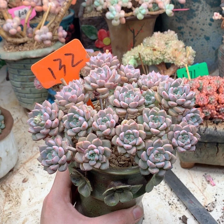 无花朵多肉植物一物一拍132