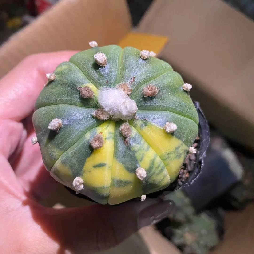 星兜锦仙人球植物漳州基地直发货 新手好养 室内外