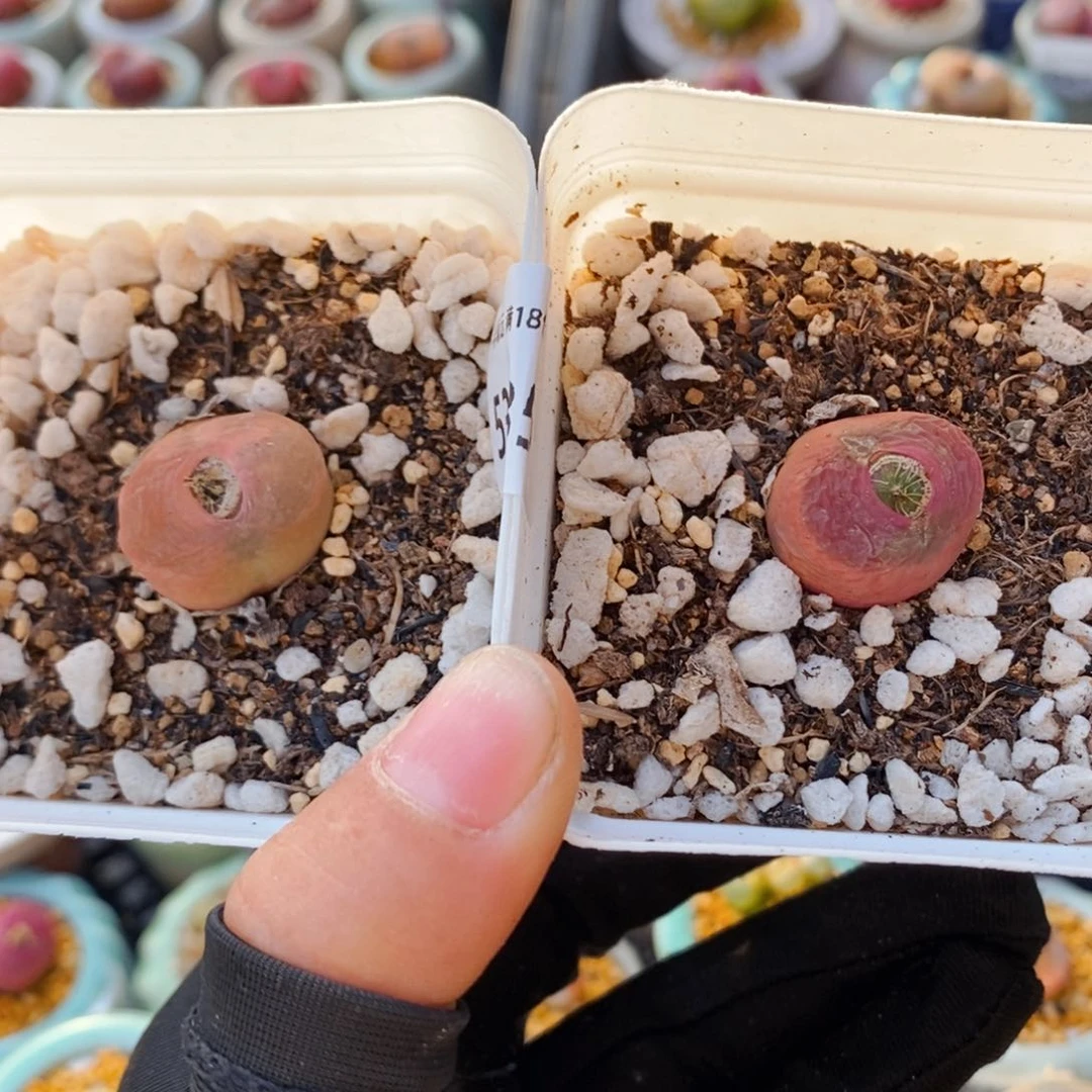 王*芬5385--一物一拍 带盆 1798.79